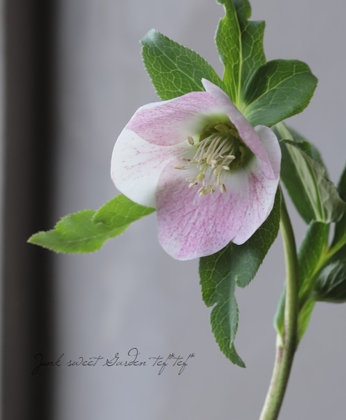 クリスマスローズ 『ピンクスポットシングル』 【No.L】 | すべての