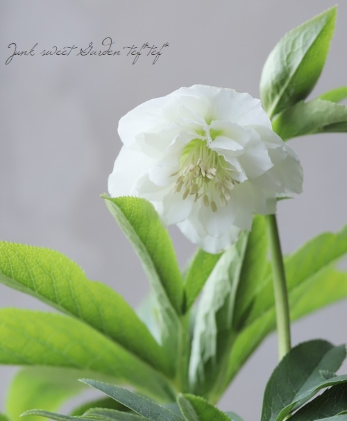 広瀬フリルホワイトGダブル クリスマスローズ苗開花経験株 広瀬フリルホワイトGダブル クリスマスローズ苗開花経験株 クリスマス