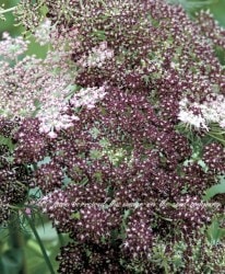 �֥�å��졼���ե����إ����������������  ����������