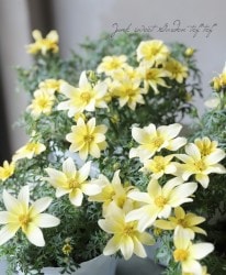 󥿡⥹ ӥǥ إ󥵥١