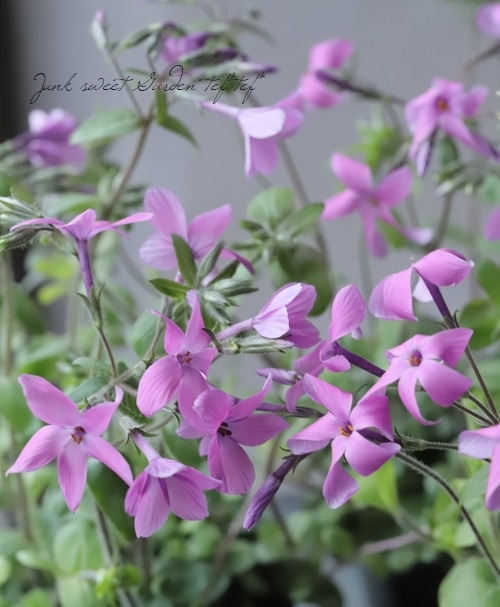 這性フロックス・ストロニフェラ 『ツルハナシノブ』 ピンク