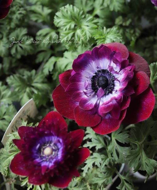 八重咲きアネモネ・パンドラダブル 『ワイン』 | すべての商品