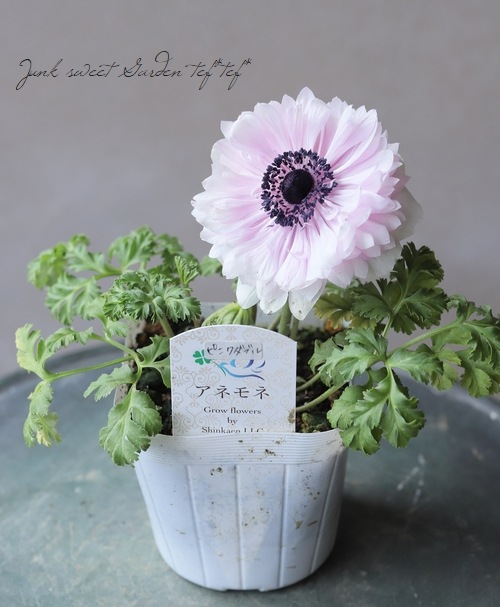 アネモネ ピンクダブル すべての商品 Junk Sweet Garden Tef Tef アネモネ ピンクダブル すべての商品 Junk Sweet Garden Tef Tef