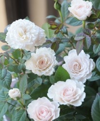 �ߥ˥Х顡�إޥɥ�ʥҥåȡ١�