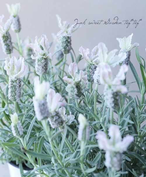 フレンチラベンダー クリスタルフィン すべての商品 Junk Sweet Garden Tef Tef フレンチラベンダー クリスタルフィン すべての商品 Junk Sweet Garden Tef Tef