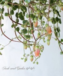 󥳥˥ե顡Qween إեե ȥꥹΩ