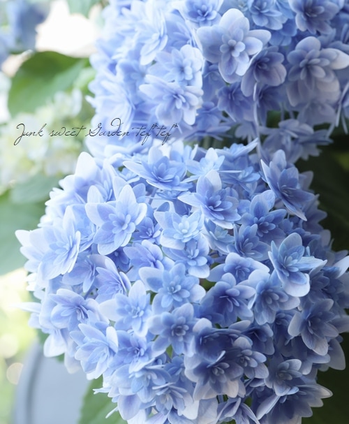 ハイドランジア 紫陽花 かぐや姫 ブルー すべての商品 Junk Sweet Garden Tef Tef