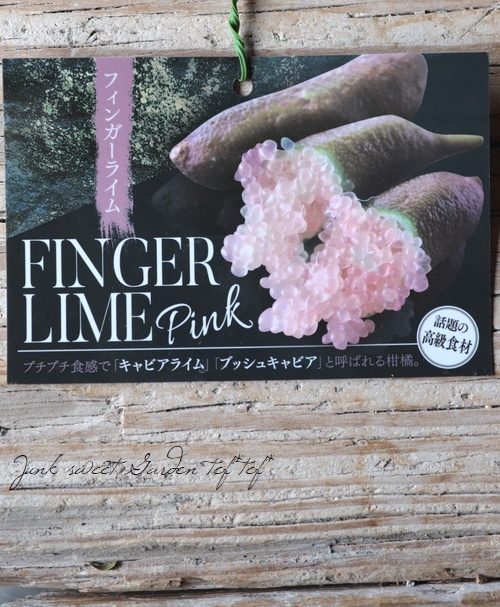 家庭菜園】 フィンガーライム 『ピンクアイス』 | すべての商品