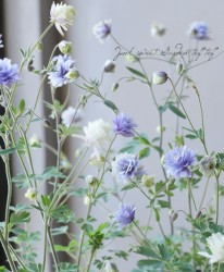 �����ޥ������ॷ�� �إ֥롼�ߥۥ磻�ȡ١�2���餭