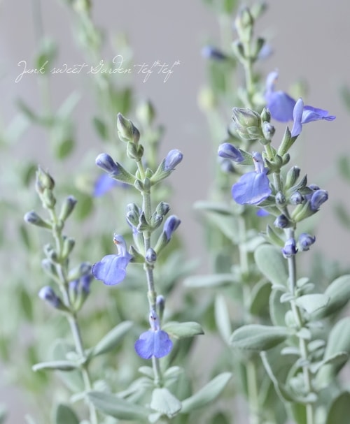 シルバーリーフの『ジャーマンダーセージ』 | すべての商品 | | Junk