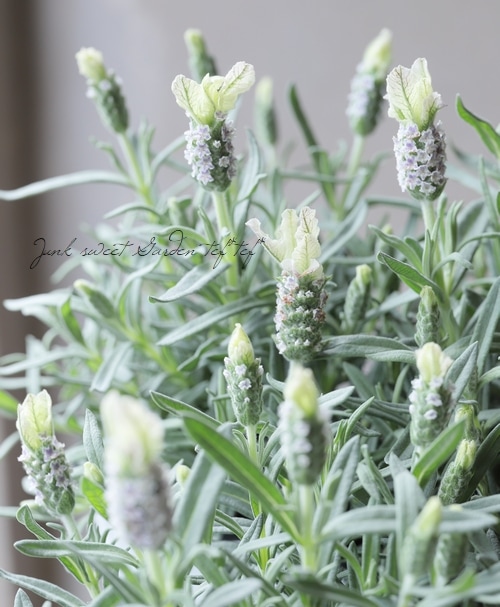 フレンチラベンダー 『クリスタルフィン』 | すべての商品 | | Junk