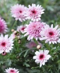 ���֥餵��Υޡ�����å� �إ�������������