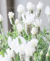 ե٥٥ إԥ奢ۥ磻ȡ