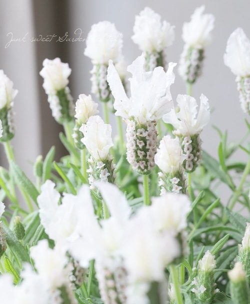 フレンチラベンダー ラベラ ピュアホワイト すべての商品 Junk Sweet Garden Tef Tef フレンチラベンダー ラベラ ピュアホワイト すべての商品 Junk Sweet Garden Tef Tef