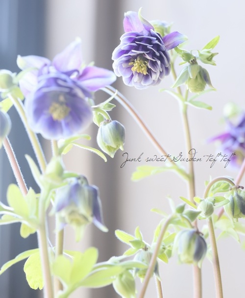 西洋オダマキ レプレコンゴールド 斑入り レクレチャム 花後価格 すべての商品 Junk Sweet Garden Tef Tef 西洋オダマキ レプレコンゴールド 斑入り レクレチャム 花後価格 すべての商品 Junk Sweet Garden Tef Tef