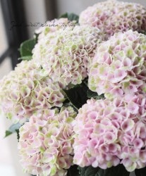 �������۲��ʼ� �إޥ������ܥ�塼������ �ԥ󥯷� 