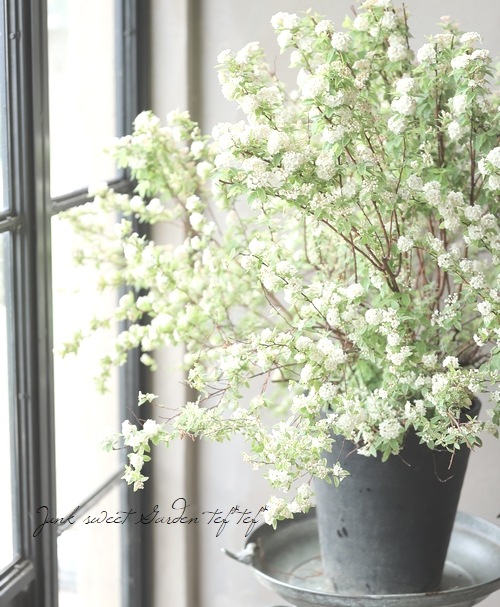 霜降り斑入りコデマリ 『ピンクアイス』 『桜でまり』 | すべての商品