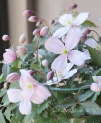 ��󥿥ʷϥ���ޥ��� �إԥ󥯥ѡ��ե��������١�