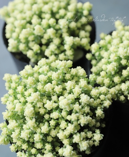 多肉植物】セダム 『アクレアウレウム』 | すべての商品 | | Junk