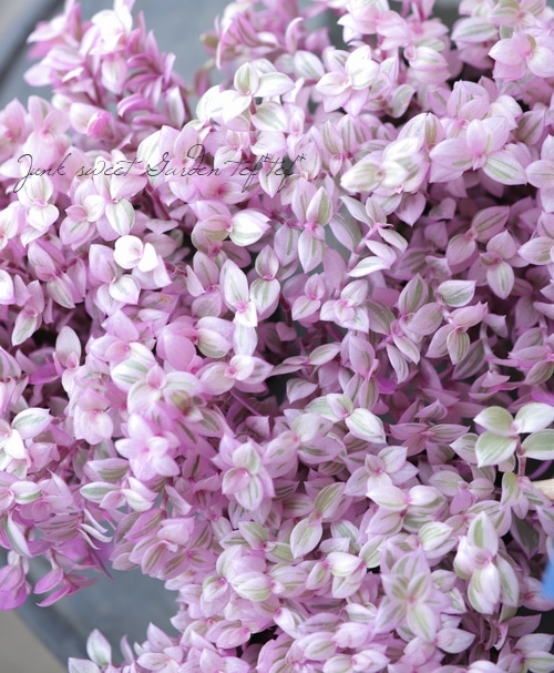 カリシア ロザート 9cmロング カリシア ロザート | 株式会社ハクサン｜花や植物、園芸資材を