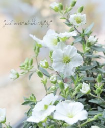 ʥꥢ󥿥 إ֥ꥶɥѥȡ