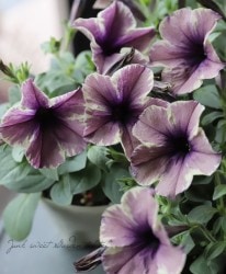 ڲ˧ꥸʥ ڥ˥إ١⡼֥С