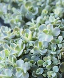 ��¿����ʪ�� �������ꥳ�����󥲶ӡ١�������������° �ڲƤξ��֡�