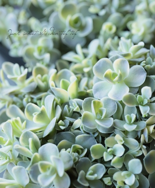 多肉植物】 『斑入りコモチレンゲ錦』 オロスタキス属 【夏の状態