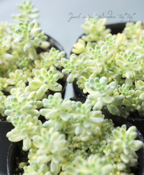 多肉植物】 『斑入りタイトゴメ』 セダム属 | すべての商品 | | Junk