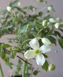 ��󥿥ʷϥ���ޥ������إ��Ρ��ե졼���١�