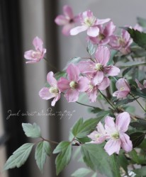 Ƽ�ե�󥿥ʷϥ���ޥ������إ���饤���١�