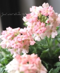 �С��٥ʡ��ޥ���ޥ������ �إ��ץꥳ�åȡ�