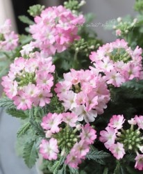 �С��٥ʡ��ޥ���ޥ������ �إԡ�����