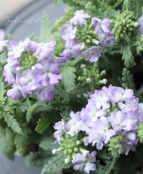 �С��٥ʡ��ޥ���ޥ������ �إ�������