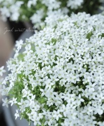 �ץ�ƥ��� �إۥ磻�ȥ���������