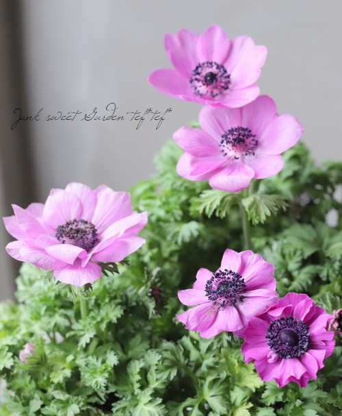 アネモネ・ポルト 『ピンクパープル系』 | すべての商品 | | Junk