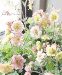 ࡦѥƥ꡼ إץƥȡԡ