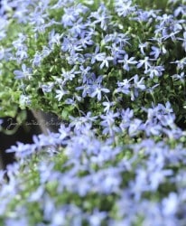 �����ȥ� (�������ƥ���) �إե�ӥ��ƥ��ꥹ��