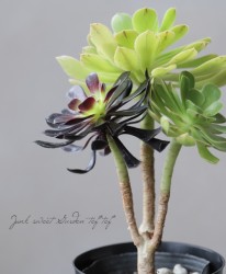 ��¿����ʪ�ۡ��ع�ˡ�աߥ��ʥꥨ�󥹡� �Ի׵Ĥʻ޳��� �������˥���°���Ƥξ���