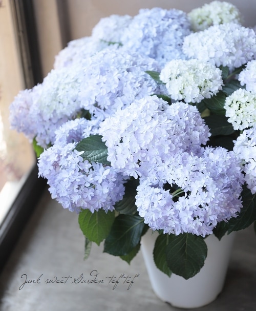 紫陽花特大10号鉢　開花中　希少紫陽花桜のころ小苗オマケ付き 期間限定》紫陽花 苗 桜のころ 大株 開花株 アジサイ 超美しい