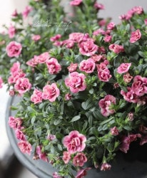 ֥餵Υ֥饳 إ塼ԥåɥԥ󥯡