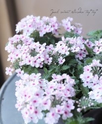 �ɺ��С��٥ʡ������ �إ饤�ȥԥ󥯥�����