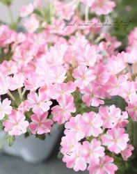 �ɺ��С��٥ʡ��غ���������