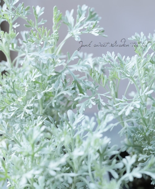 アルテミシア 『エチオピアン・アロマ』 『パルファム ドゥ エチオピア』香水の香り！ すべての商品 Junk sweet