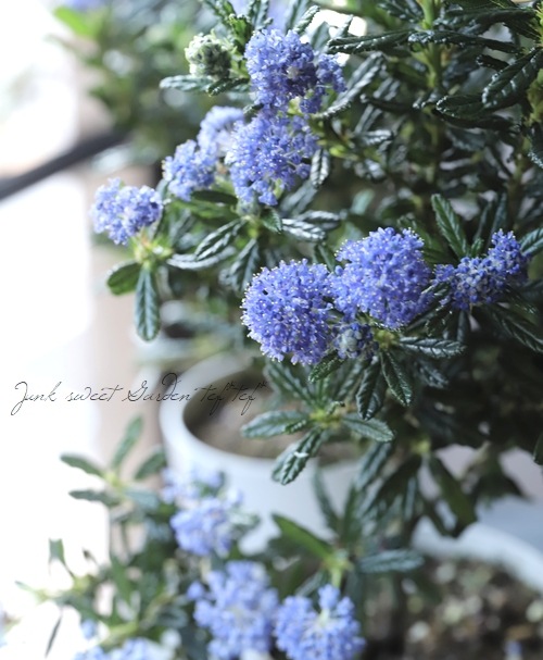 セアノサス 『カリフォルニアライラック』 | すべての商品 | | Junk