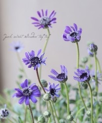 եꥷ إץ󥰥إ ѡץ