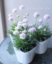 ꥢ إޥ ڥԥ󥯡 ѥʼ