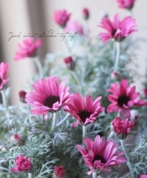 �������󥻥ޥࡡ�إ��졼��롼�����