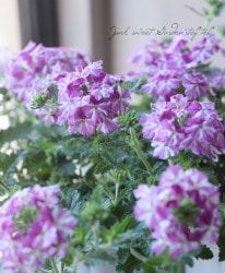 ���ܷϥС��٥ʡ���ʥ����إȥ������󥯥롦�ѡ��ץ륹������