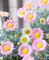 �ޡ�����å� �إϡ���ˡ��١�